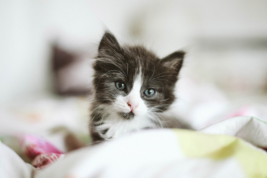 black and white kitten, kitten proof house