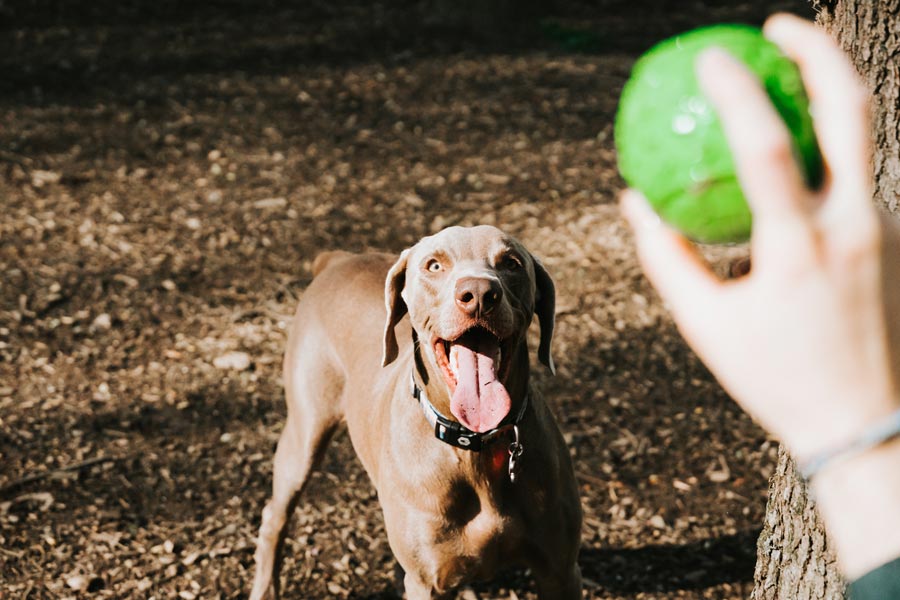 dog with ball at dog park