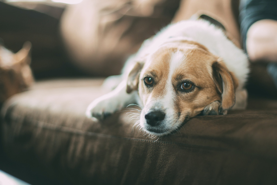 brown and white dog lying on sofa, sad eyes