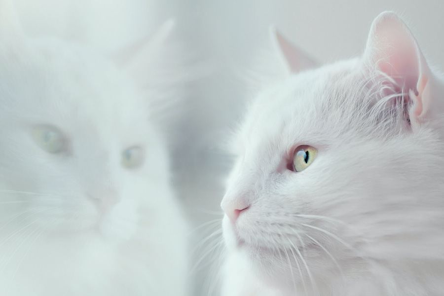 white cat looking out of window