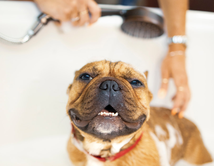 dog being washed in the bath, pet grooming tips
