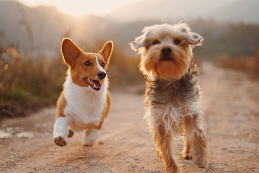 dogs running together, dog play date