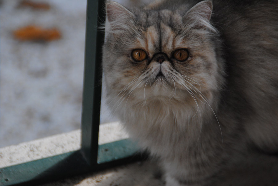 Persian cat, great cats for kids