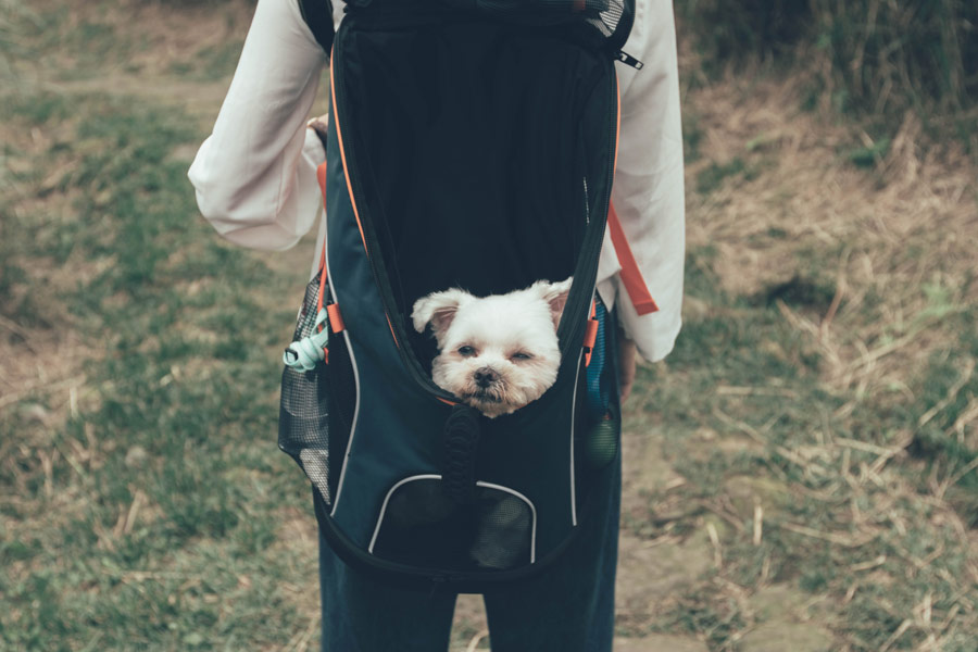 dog in back pack, pet emergency plan