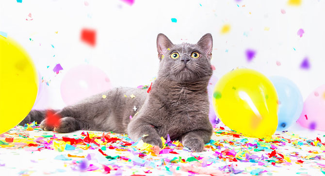 Grey cat, cat birthday party