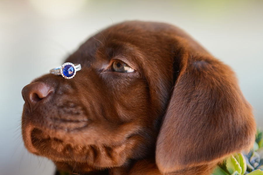 dog with wedding ring on his nose