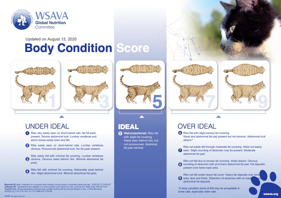Cat body condition score