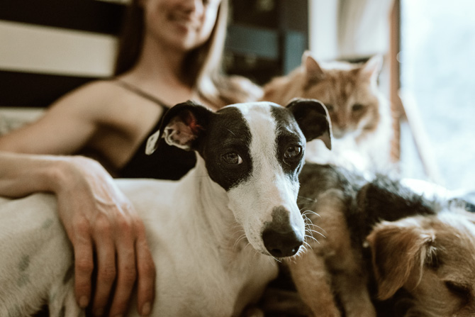 rescue pet, pet adoption