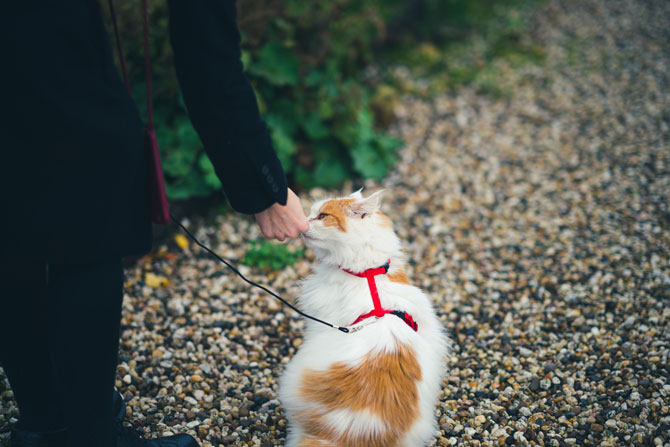 cat on a leash, with harness. cat outdoors