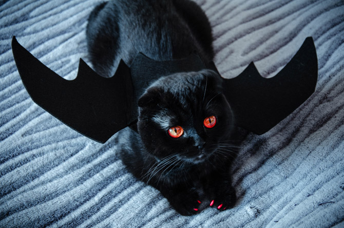 cat dressed as a bat