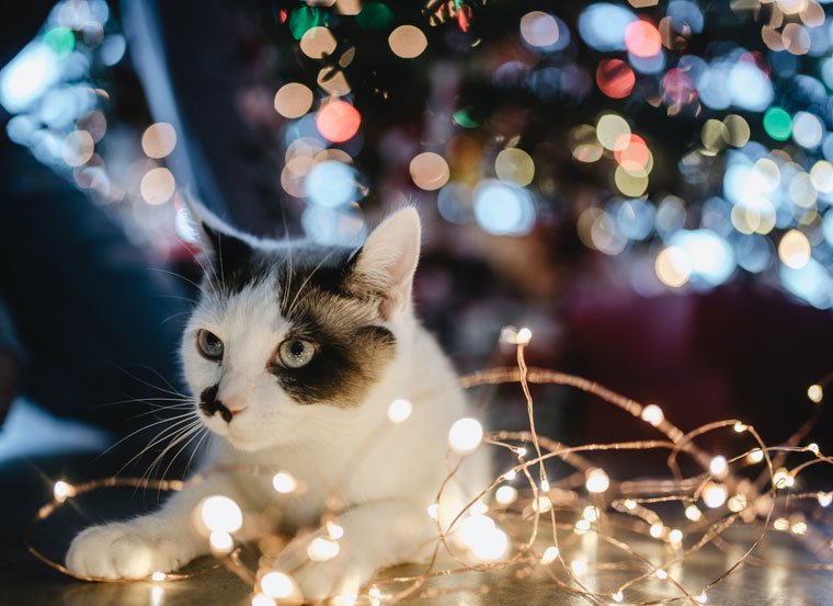 cat christmas lights