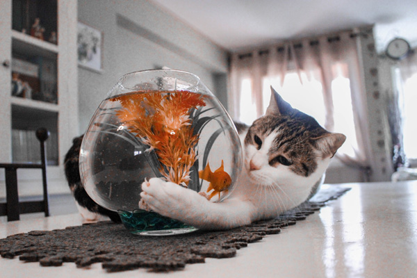 goldfish in bowl with cat