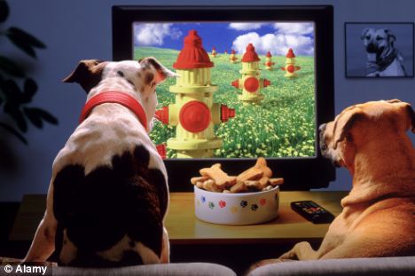 Dog-watching-TV.jpg