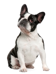 French Bulldog - PetSecure