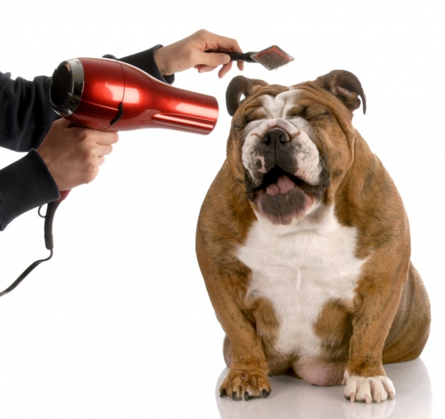 Blow drying a bulldog