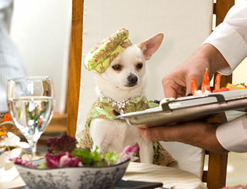 Worldwide Pet Ownership Statistics Most Common Pets Around the World