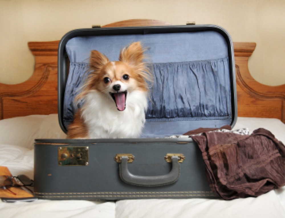 Worldwide Pet Ownership Statistics Most Common Pets Around the World