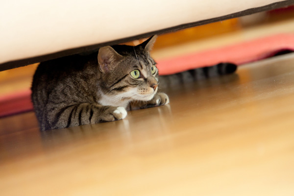 Scared cat hiding under couch