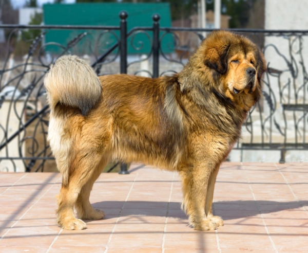 Tibetan Mastiff - PetSecure