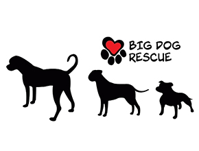 big dog rescue