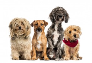 Genetic Testing for Dogs