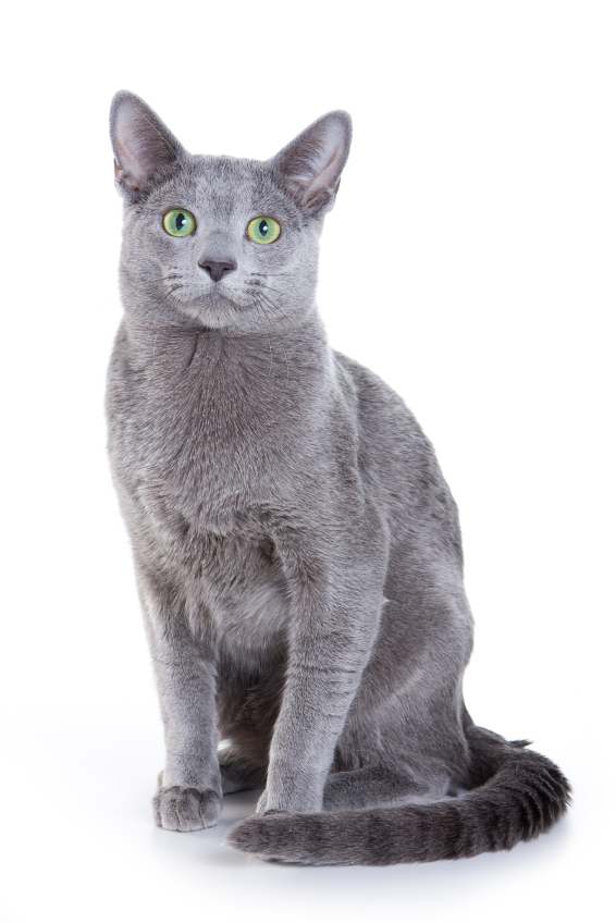 russian blue hypoallergenic