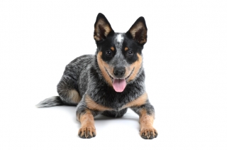 bentley mark cattle dog