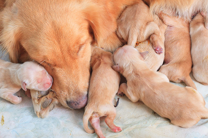 what should the room temperature be for newborn puppies