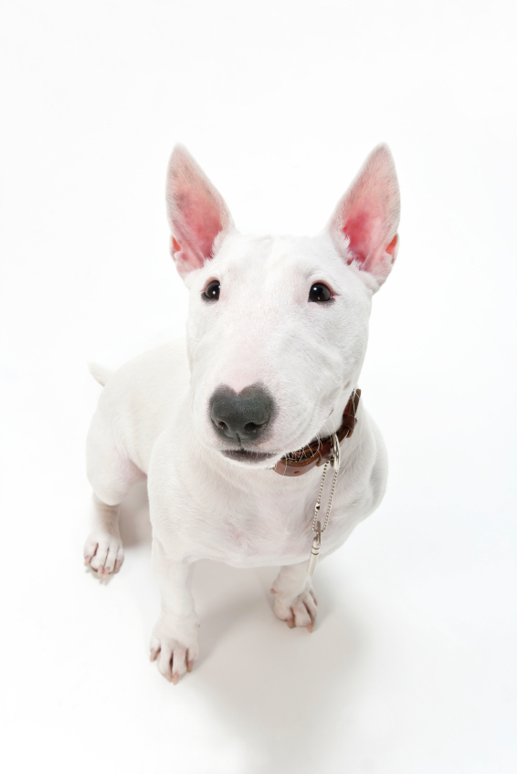 long nose bull terrier