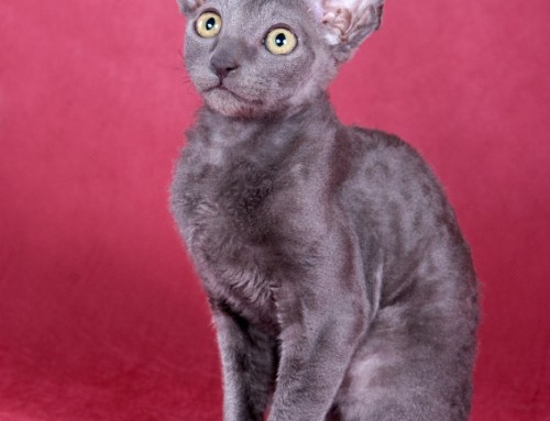 Cornish Rex