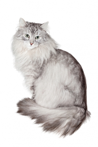 a siberian cat