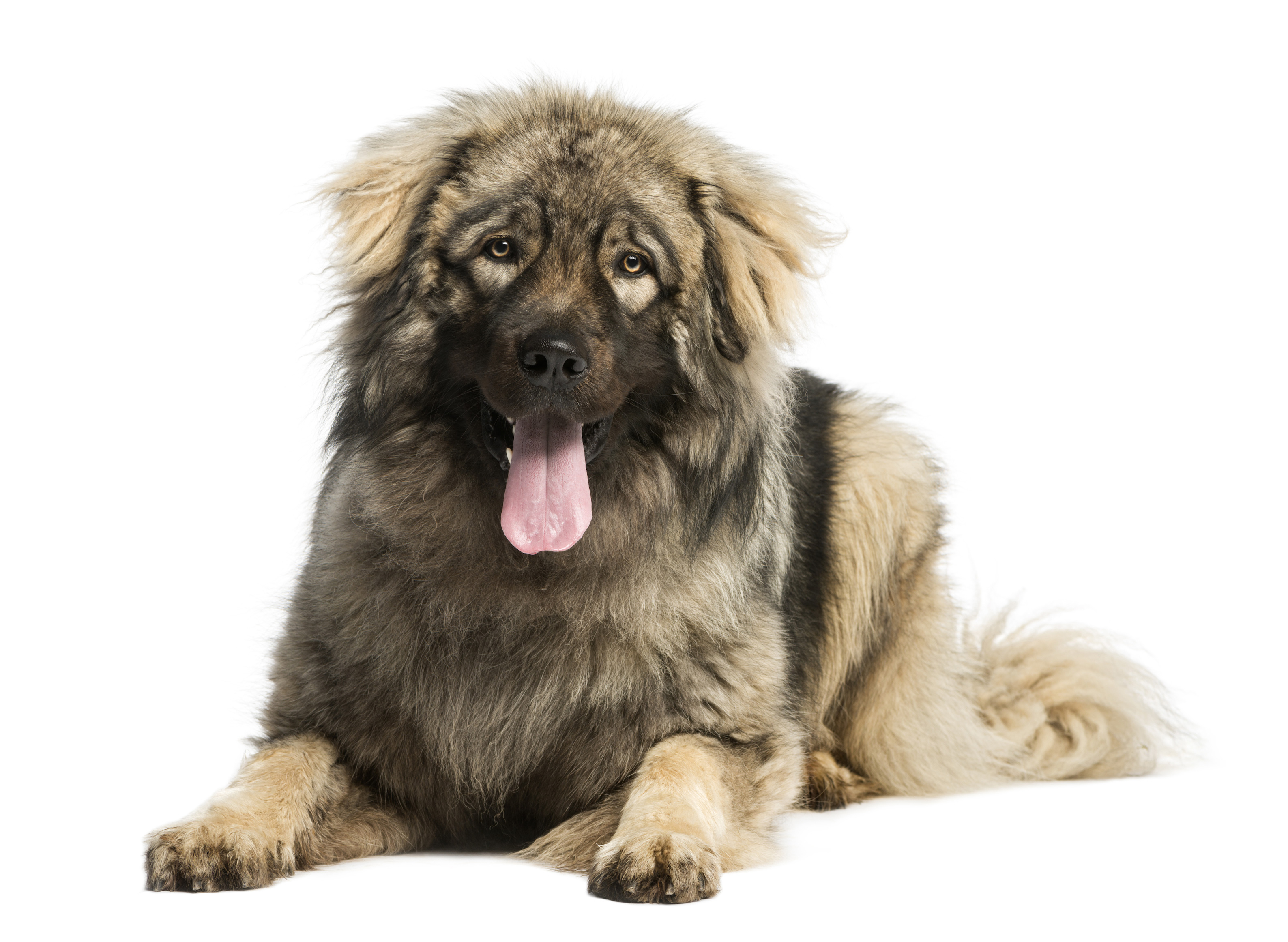Pets with Chronic Conditions