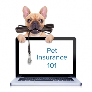 Pet Insurance: Myths