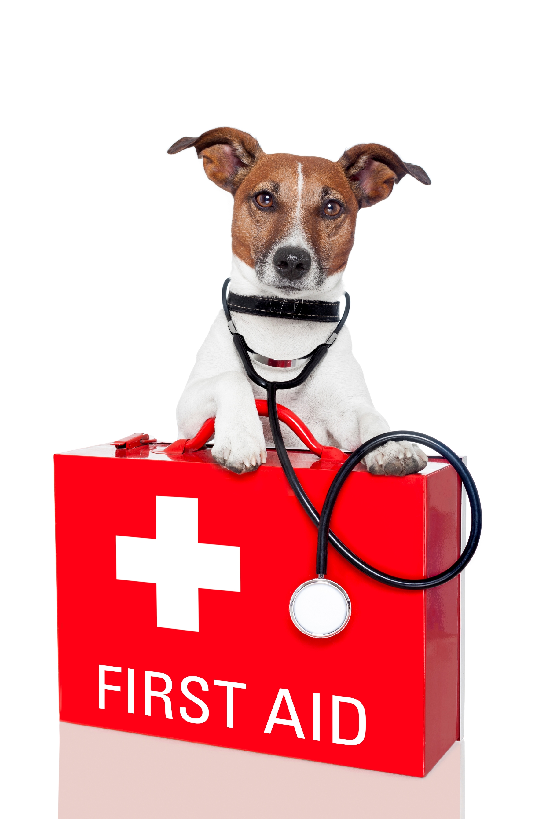 What to do in a Pet Emergency - Petsecure