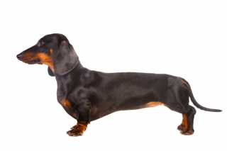 Dachshund - PetSecure