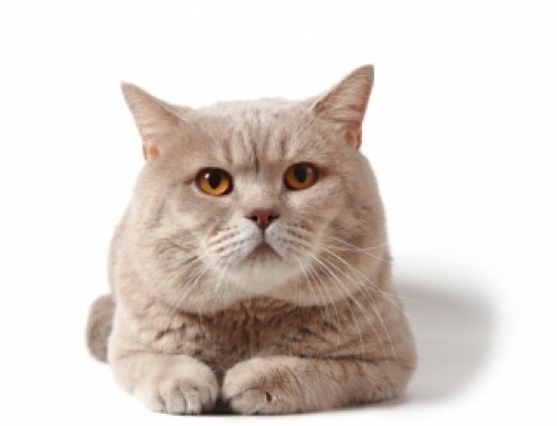 British Shorthair Cat