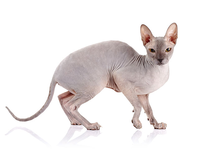 shutterstock_222538279