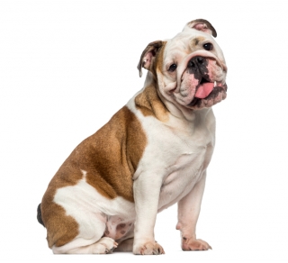 English Bulldog