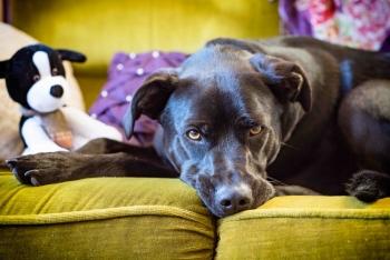 Tips for welcoming a foster dog