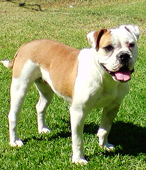 english bulldog aussie mix