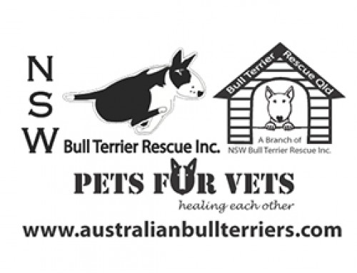 NSW Bull Terrier Rescue