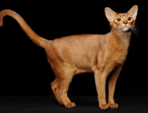 Abyssinian Cat