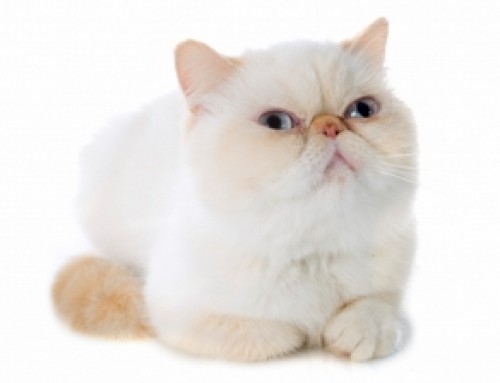 Exotic Shorthair Cat