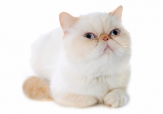 Exotic Shorthair Cat - PetSecure