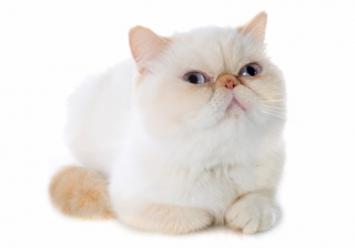 Exotic Shorthair Cat