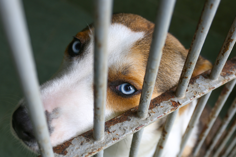 10 Ways You Can Help Abused and Abandoned Animals - PetSecure