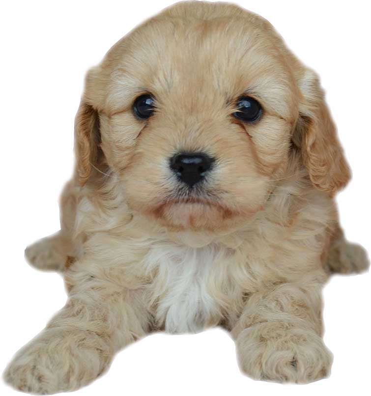 what is a cavoodle dog