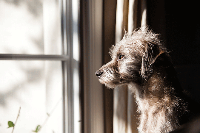 How to Deal With Your Dog’s Separation Anxiety