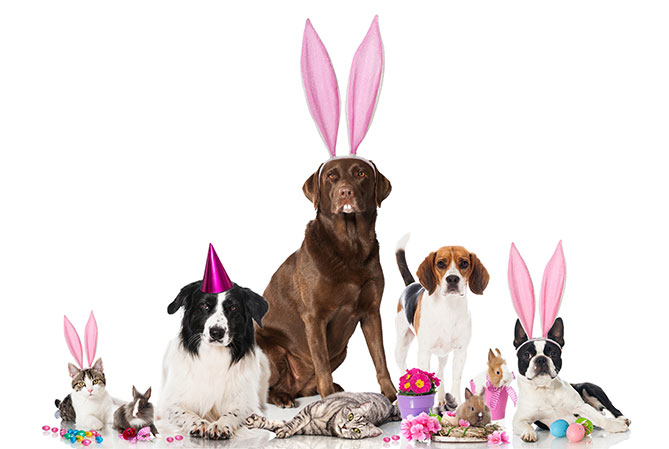 How to Enjoy a Safe and Fun Easter Weekend with Your Pet