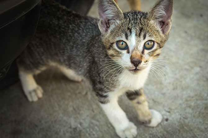 Tips for Socialising Feral Kittens